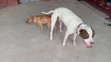 питбуль: Питбуль, Самец — 2