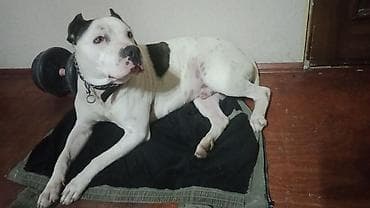 spits itleri: Pitbul — 9