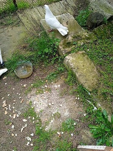 goyercin taklalar: Ağ rəngli ev göyərçini - Tam ağ lələklər, səliqəli quyruq forması - — 1