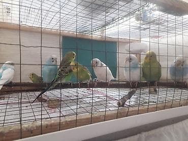 top az itler: Quşlar 10azn fikri ciddi olanlar əlaqə saxlasın — 10