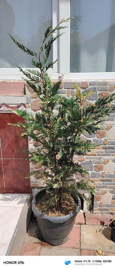 Thuja (ardıcvari) dekorativ iynəyarpaq kolu – qablarda yetişdirilmiş