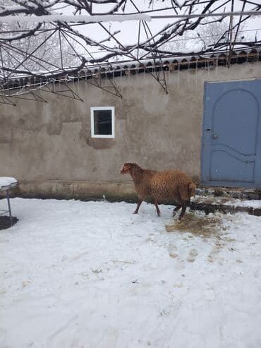 10 ayın heyvanıdı diri çəki 58 kilo