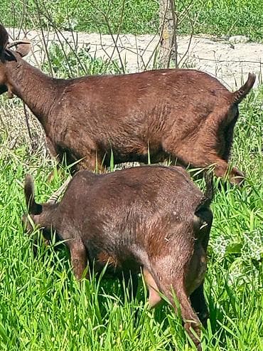 Murçiano keçi sürüsü. Qiymetlər 250 den başlayır — 6