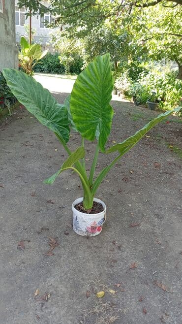 fil qulagi gulu: Otaq bitkiləri — 1