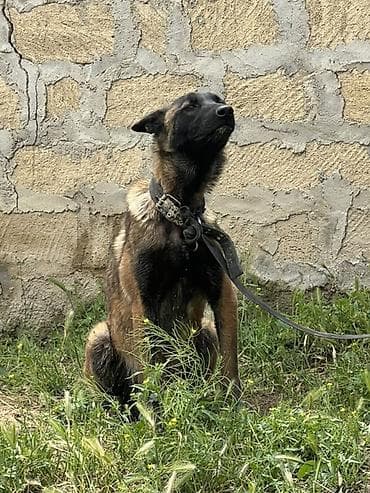 balaca tuklu itler: Belçika çoban iti, 2 il, Dişi — 9