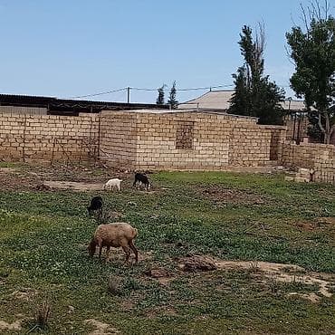 участок с времянкой: Для строительства, Купчая — 7