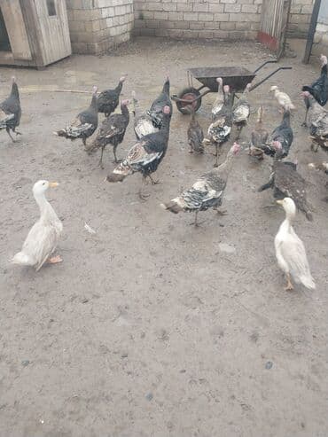 xoruz şəkli: Erkək, Damazlıq — 3