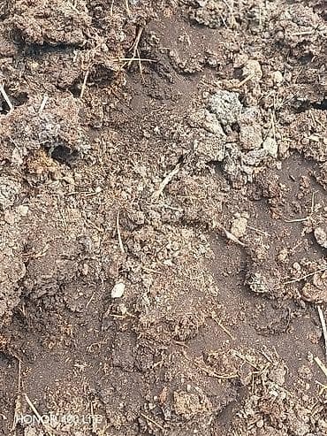 Təbii üzvi gübrə – mal peyini Məhsul təsviri: - Heyvandarlıq — 3