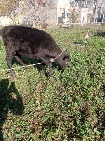 ətlik inək: Məhsul: İnək və buzağı - Növ: Ev təsərrüfatı üçün iri buynuzlu — 2