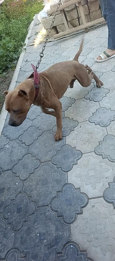 ev heyvanları satışı: Pitbul, 7 ay, Erkek — 7