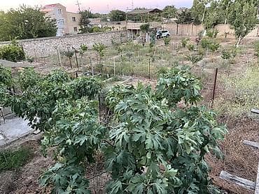 sumqayit saatliq evler: 15 sot, Tikinti — 10