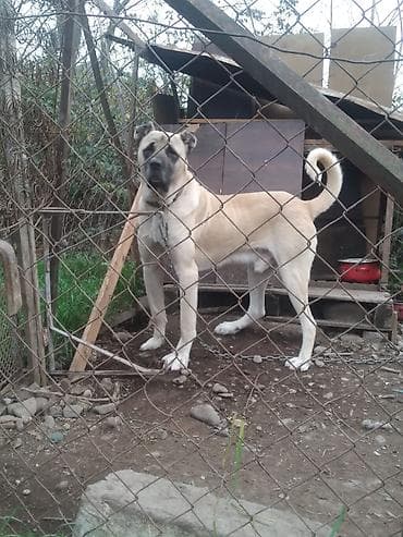 Balıqlar: Kanqal, 2 il, Erkek, Peyvəndli, Ünvandan götürmə — 2