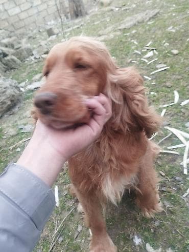 кокер спаниель: Кокер спаниель, Самка, Платная доставка — 4