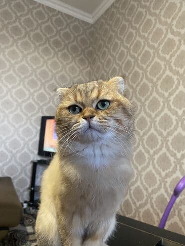 Gəmiricilər: Qızıl şinşilla, Erkək — 2