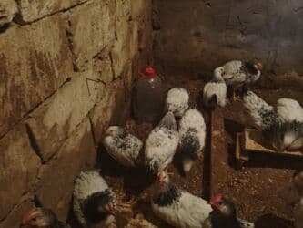 sultan toyuqlar: Satılır: 2 Ayliq Selebrsiz Cuceleri /toyuqlar qrupu Sağlam və baxımlı — 8