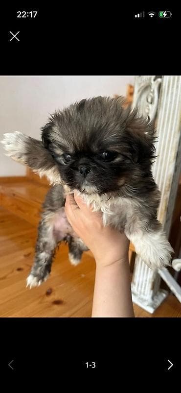 Pekines, 1 ay, Dişi