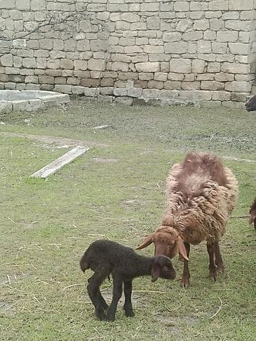 balali qoyun: Qoyunlar ekizi bala ana bala boğaz qoç lisey satılır istəyən olsa — 8
