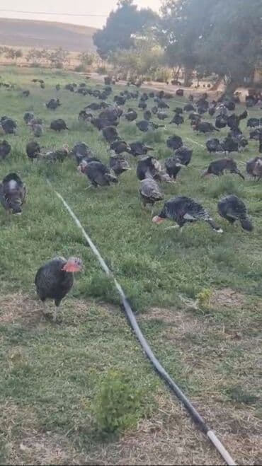 рынок животных в баку: Super Təmiz əti Bakiyə catırma var Pulsuzdur Ünvana 1 kq 13 manat — 3