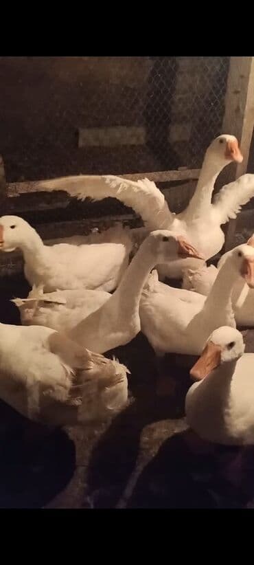 cücə satışı 2023: Məhsul: Ağ qazlar (sürülü) Linda ailesi 8 ayligdilar 12 ededdir — 2