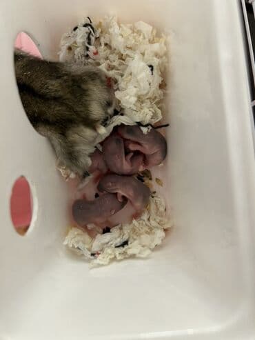 gəmirici: Cungaring balaları 6 ədəd satılır 1 ədədi 5 azn isdiyən olsa yuması — 1