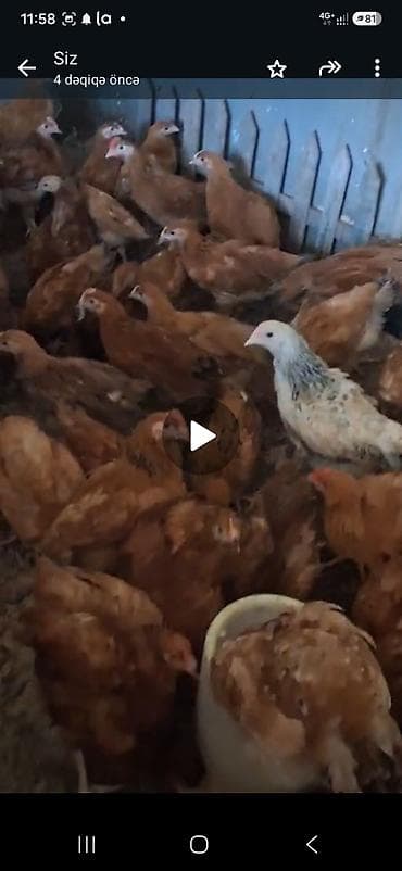 sarı quş: Super kənd cücələri 600 700 qr sağlam vaksinləri vurulub — 3