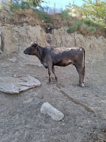 dana satişi: Məhsul: İnək və buzovlar Təsvir: - Fotoşəkillərdə qara-ağ rəngli — 9