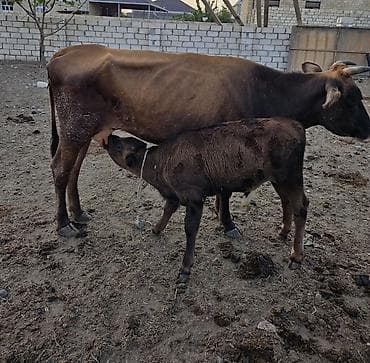 qaz bala: Satilir ana bala.2 ci qarindi.buzovu 3 ayliqdi erkekdi.4.5 lt yaxin — 1