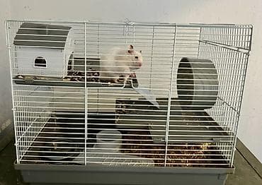 Hamster qəfəsi və aksesuarlar dəsti 60manat qəfəs iki hemstrada