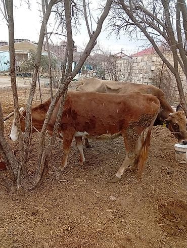 depo gold instagram: Satılır: inək Xüsusiyyətlər: - Süd istiqamətli yerli cins (qarışıq — 8