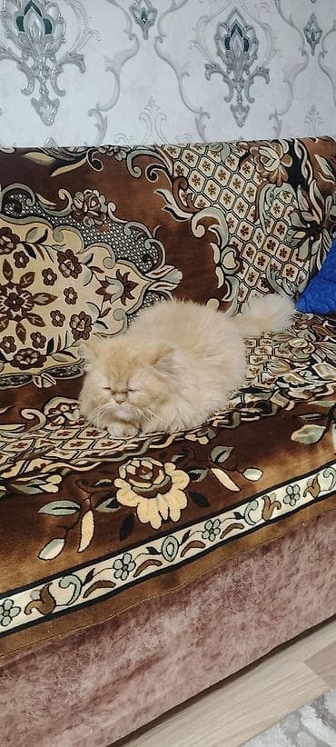 tuksuz pişik: Fars, Yaxşı əllərə — 3