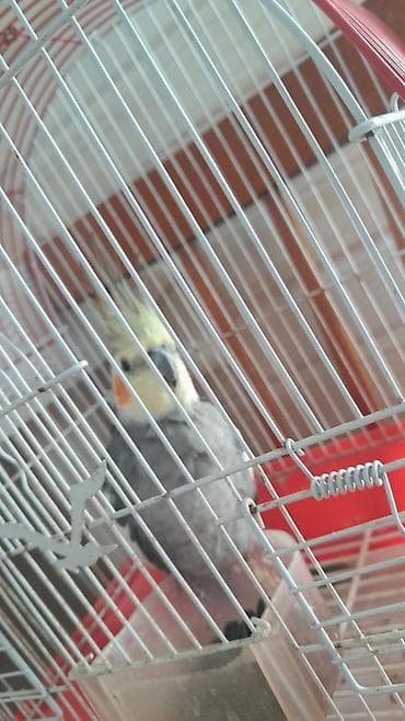 Quşlar: Nimfa (Cockatiel) tutuquşu və qəfəs dəsti - Növ: Nimfa tutuquşu — 3