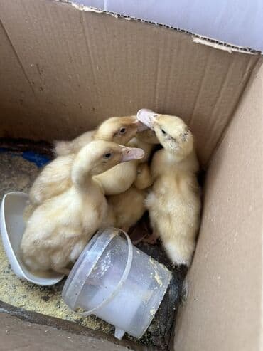 ördək balası satışı: Məhsul: Sarı ördək balaları (qarton qutuda, bir neçə baş) Təsvir: - — 6