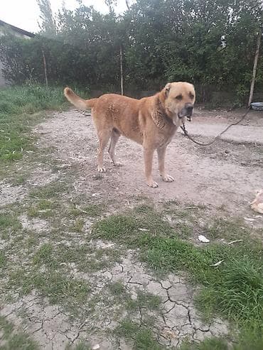 qaz yagi satisi: Erkek — 3