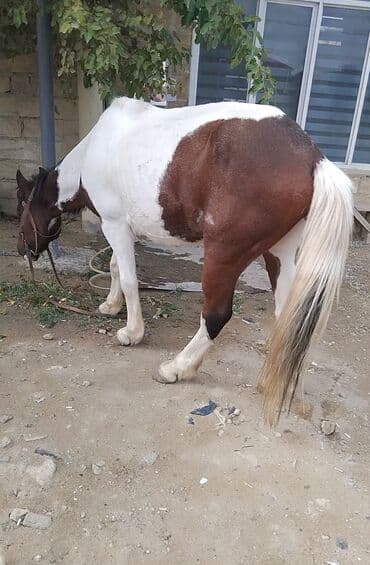 ərəb dovşanı: Erkək, Ərəb, il: 4, Pulsuz çatdırılma — 4