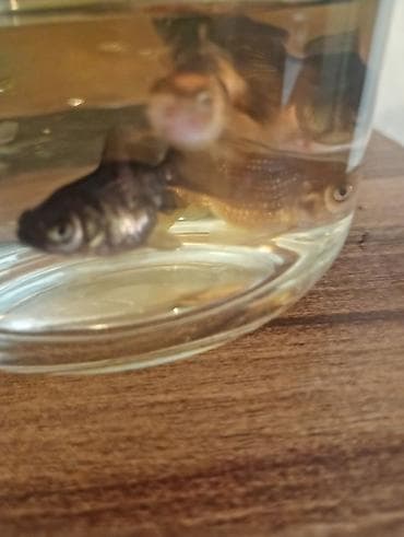 Qızıl balıq, Sülhsevər