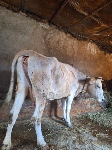 Ətdiydi 140 . 150 kq arası əti var 4 qarın doğub