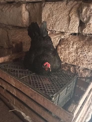 Digər quşlar: Salam. 1 ədəd toyuq 5 dənə balası ilə 1 ədəd də kürt toyuq satılır — 3