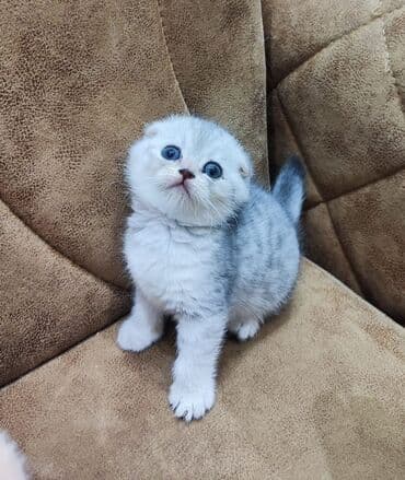 Daewoo: Шотладская вислоухая, Самка — 3