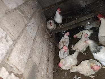 quş yuvası: Toyuq, Yumurtalıq — 3