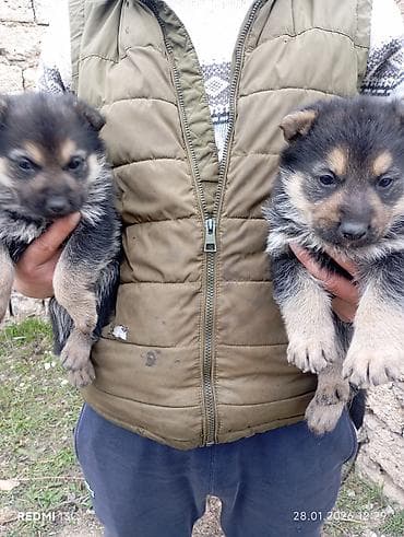 Gəmiricilər: 1 ay, Peyvəndli — 2