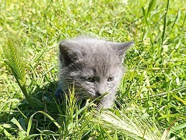 pisik sumqayit: Rus mavi, Dişi — 5