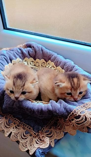 ucuz heyvanlar: Qızıl şinşilla, Erkək, Dişi — 6