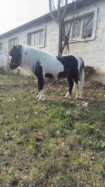 dovşan şəkilləri çəkmək: Miniatür poni – rəngli (qara-ağ və qəhvəyi-ağ), qalın yal və quyruqlu — 4