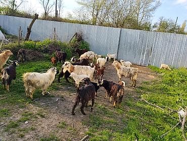 gəncə toyuq satan: Satılır 18 baş ana keci 18 bala keci Videolarını vacafada ata bilərəm — 3