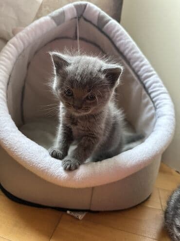 Digər heyvanlar: Şotland, Yaxşı əllərə — 5