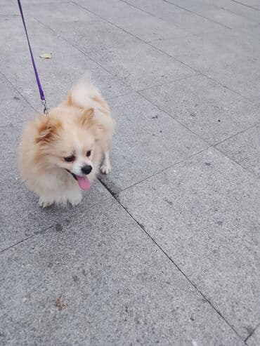 Brilliance: Şpitz — 2