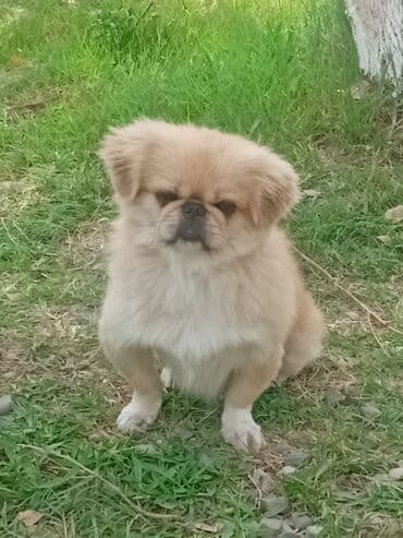 it balaları satilir: Pekines, 3 il, Erkek, Cütləşmə üçün — 4