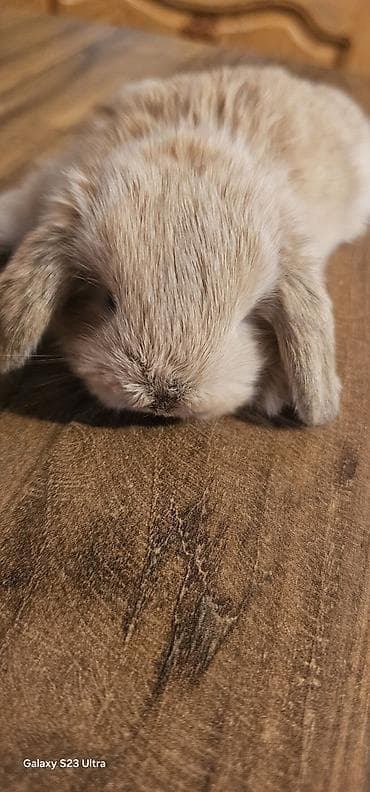 doberman qiyməti: Holland Lop cinsli balaca dovşan dişi baladı 2 aylığdı baxa bilmirəm — 4