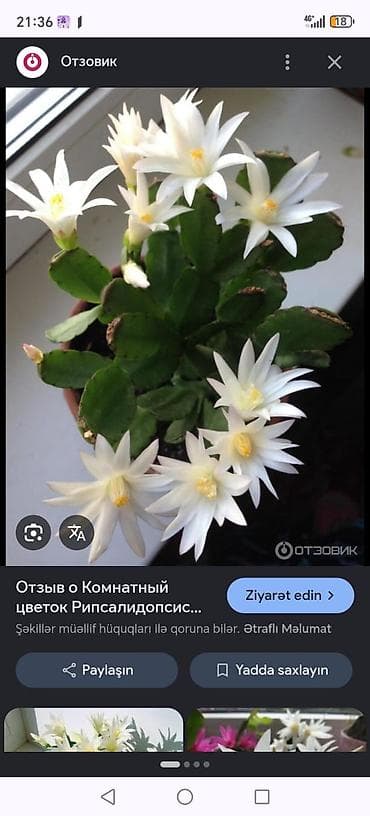 sam agaclari: Sitrus 🍋‍🟩 ağaclarımizda var satisimizda Yox yoxdur demək olar — 8