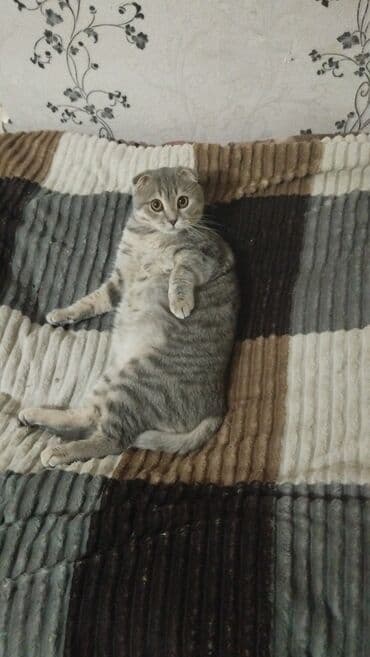 шотландские вислоухие коты: Şotland yastı qulaq — 1